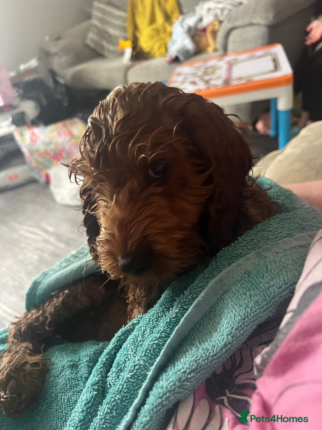 Cockapoo dogs for stud: 1 year old cockapoo for stud - Image 15