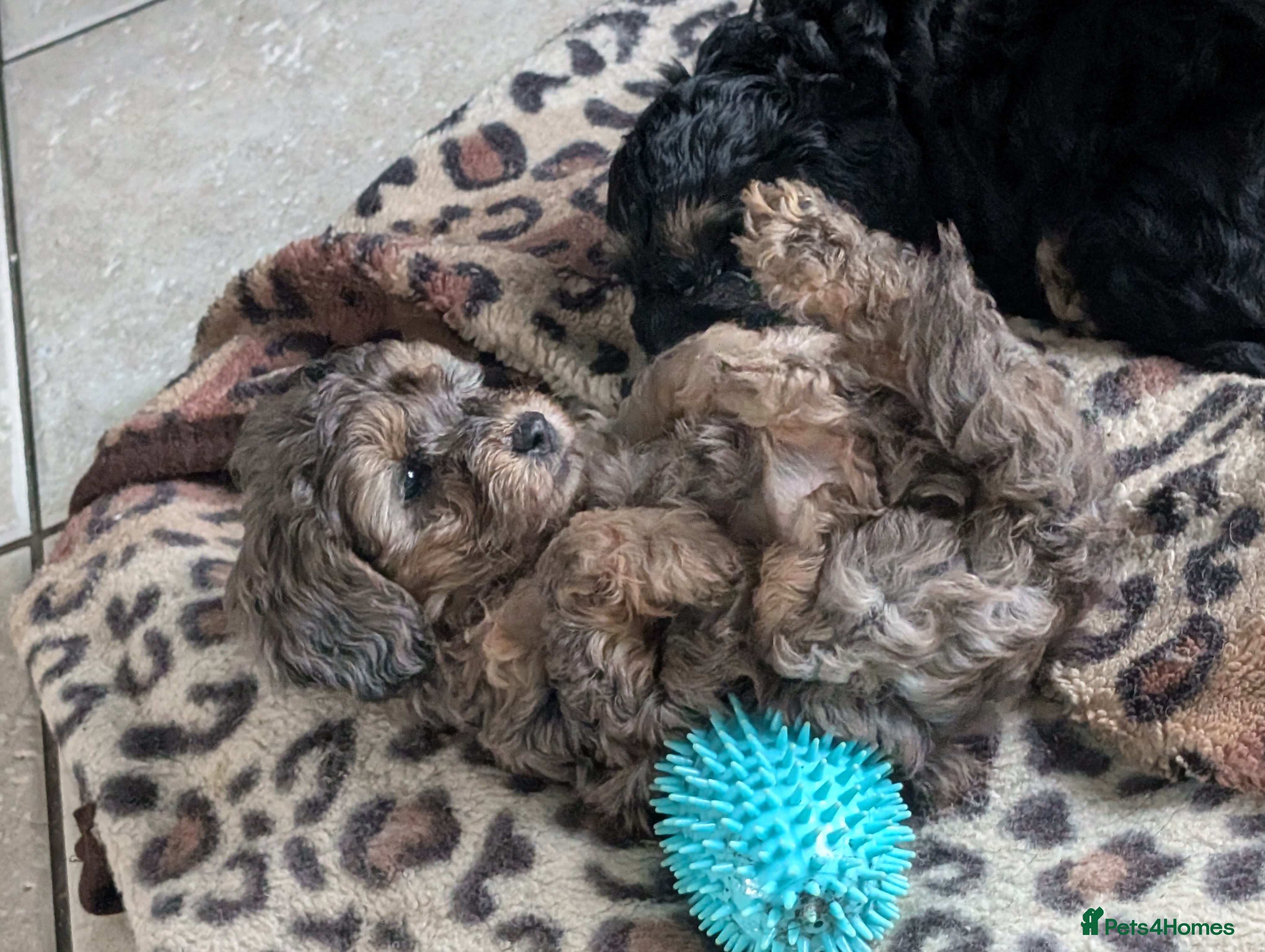 Cockapoo dogs F2b cockapoo pups, Rare coats. Parents DNA tested - Advert 4