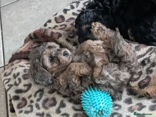 Cockapoo dogs F2b cockapoo pups, Rare coats. Parents DNA tested - Advert 4