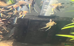 Angelfish fish for sale: Angelfish koi - Image 5