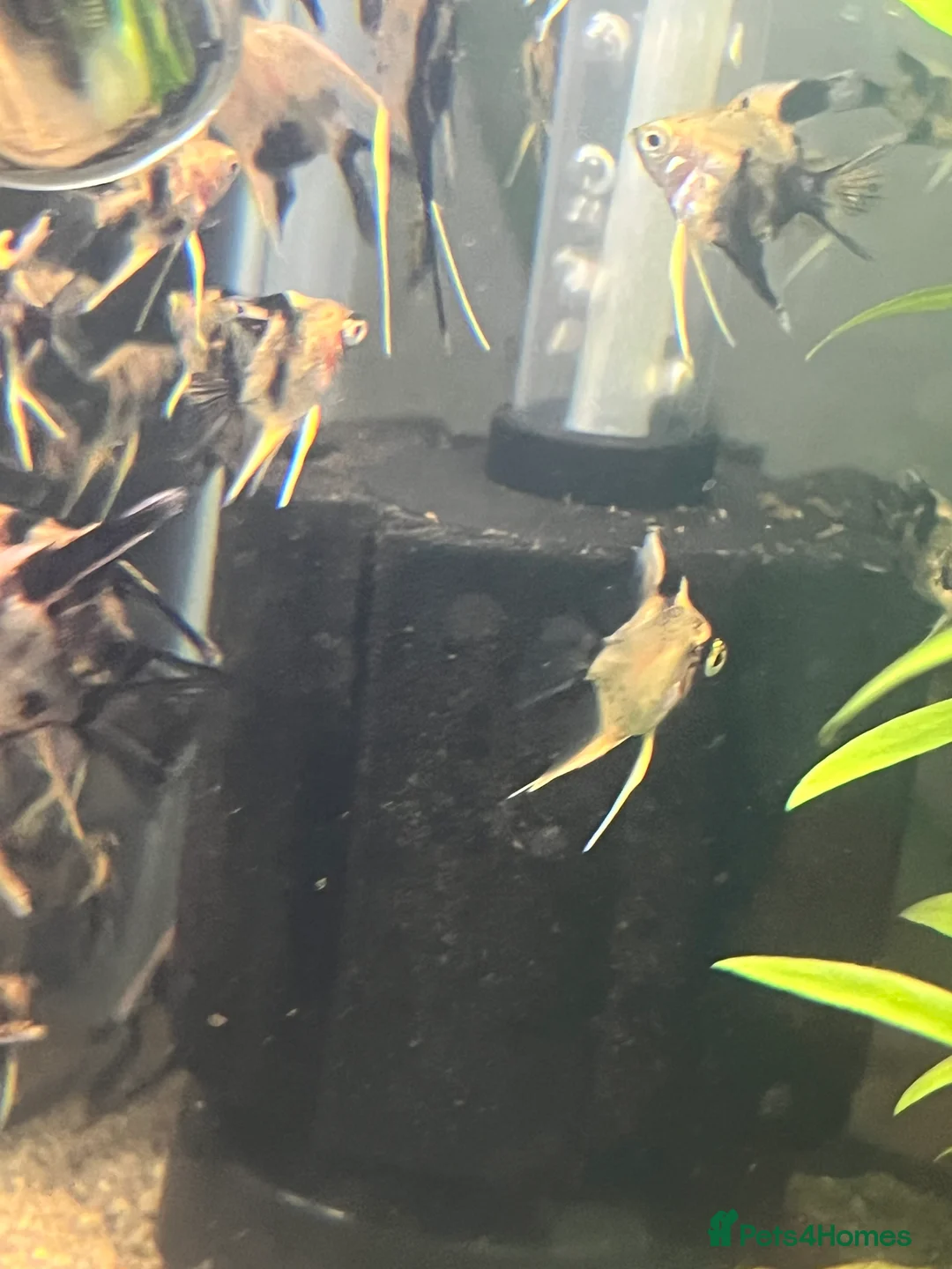 Angelfish fish for sale: Angelfish koi - Advert 5