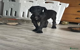 Great Dane dogs for sale: 2 beautiful black Great Danes - Image 8