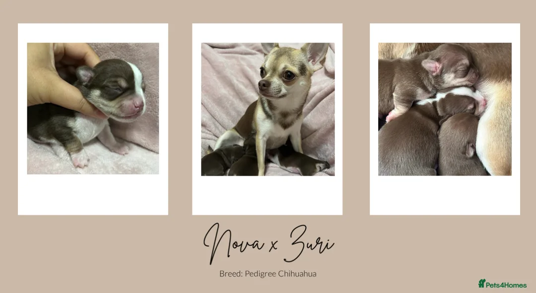 Chihuahua dogs for stud: Unique Chihuahua for Stud 🐾 in Southampton - Advert 31