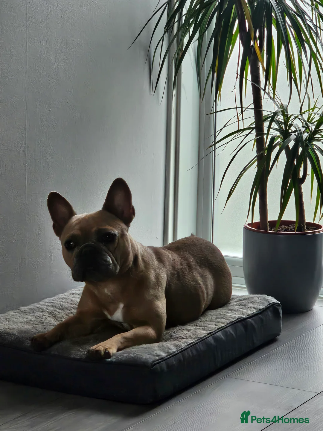 French Bulldog dogs for sale: 3 year old frenchie (not spayed) - Advert 2