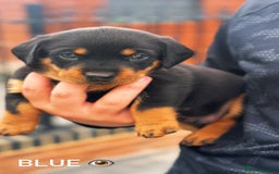 Mixed Breed dogs for sale: Rare hybrid Rottweiler x dachshund pups - Advert 1
