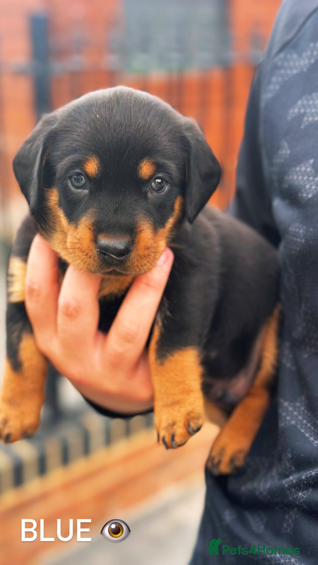 Mixed Breed dogs for sale: Rare hybrid Rottweiler x dachshund pups - Advert 1