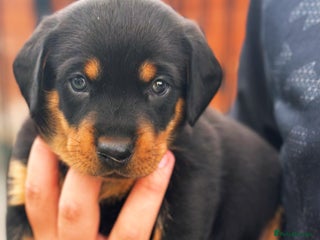 Mixed Breed dogs - Advert 14