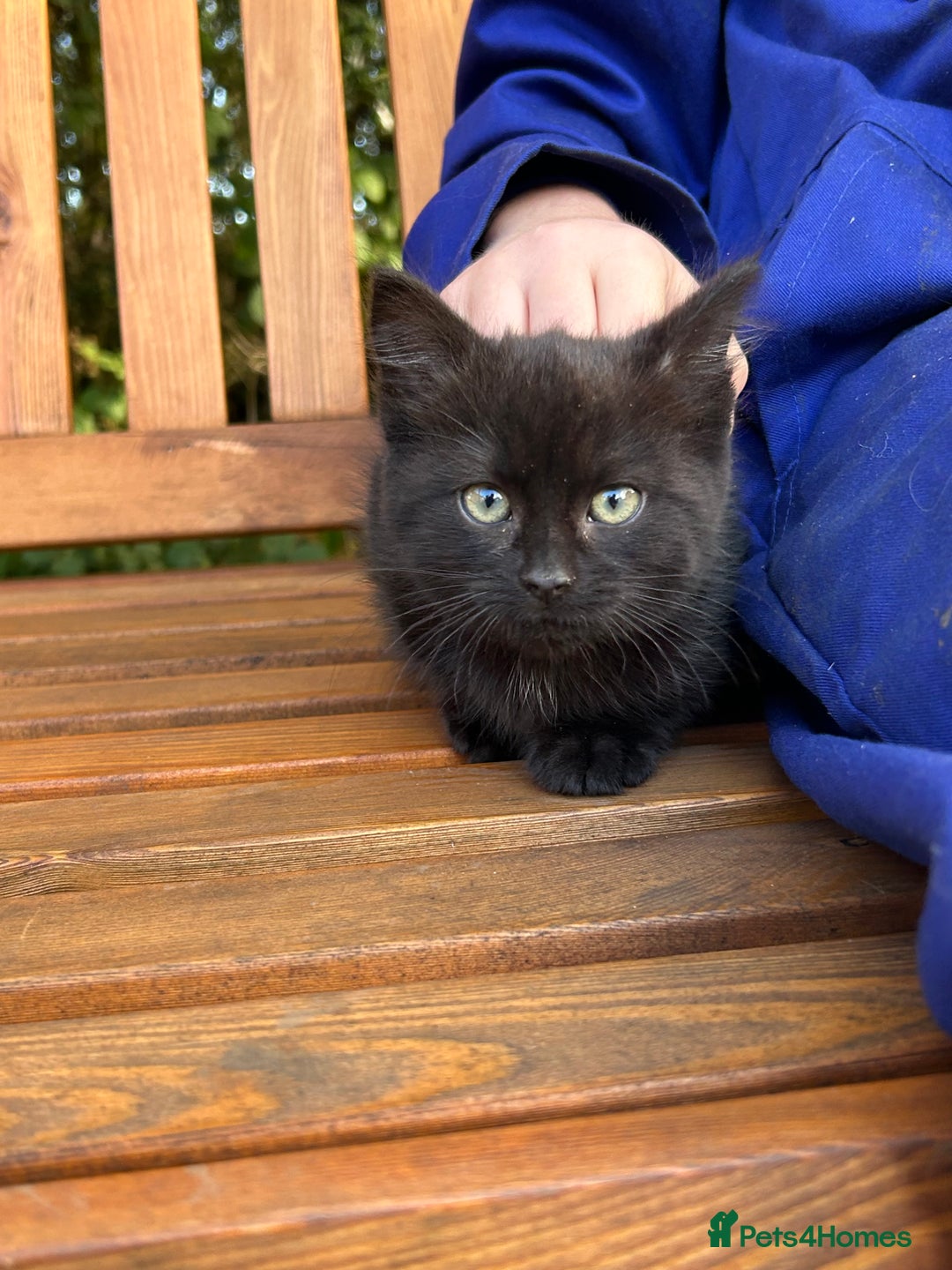 Mixed Breed cats for sale: Gorgeous kittens for sale - Advert 15