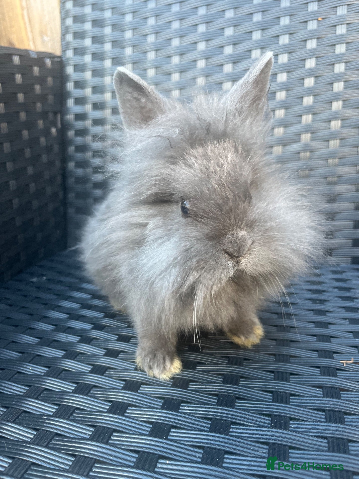 Mini Lion Lop rabbits Ready to go lionhead lops - Advert 14