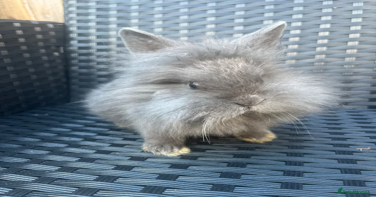 Lop Rabbits for Sale for sale | Pets4Homes