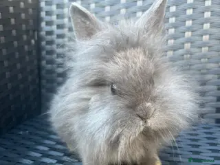 Mini Lion Lop rabbits Ready to go lionhead lops - Advert 14