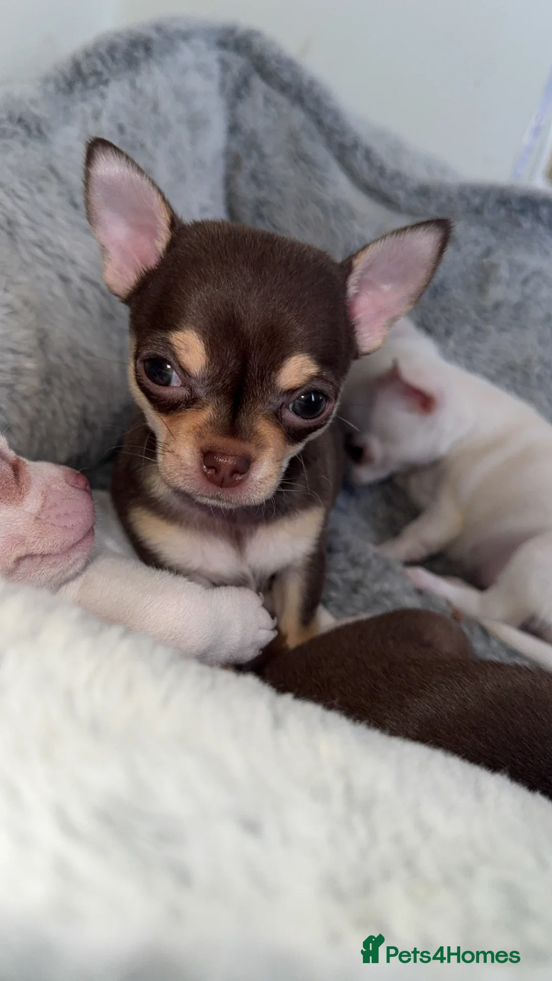 Chihuahua dogs for sale: 4 beautiful chihuahuas puppies for sale - Advert 9
