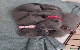 Staffordshire Bull Terrier dogs for sale: Blue Staffordshire Bull Terrier 🐶 Puppies 🐶 - Image 17