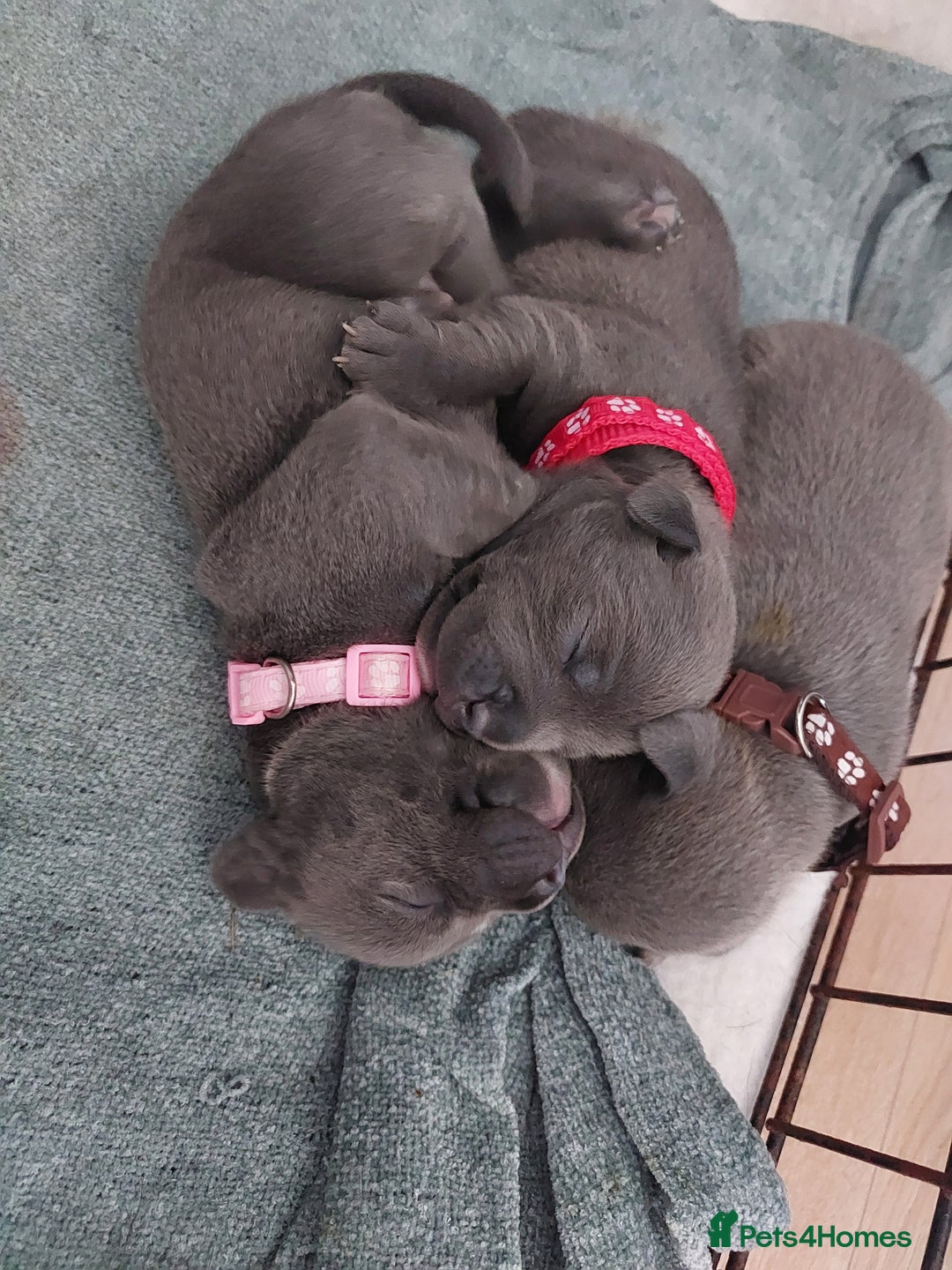 Staffordshire Bull Terrier dogs for sale: Blue Staffordshire Bull Terrier 🐶 Puppies 🐶 - Image 17
