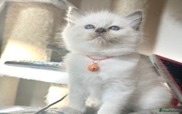 Ragdoll cats for sale: Affectionate, Cuddly, Playful Kittens - Image 10