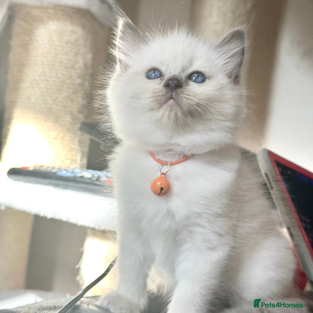 Ragdoll cats for sale: Affectionate, Cuddly, Playful Kittens - Image 10