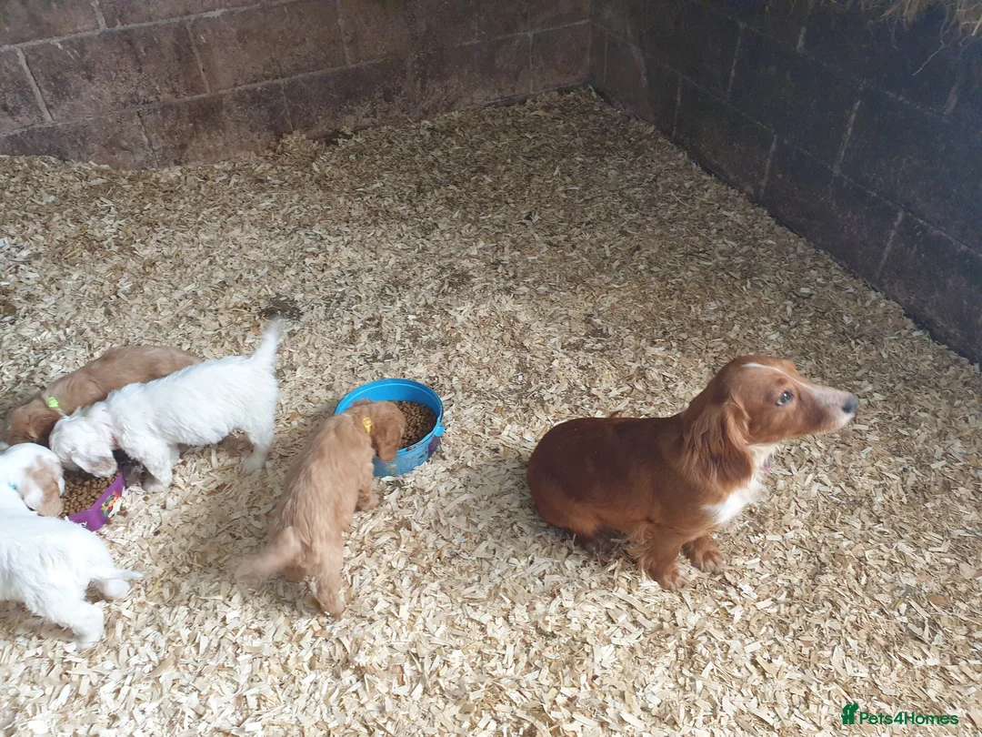 Cockapoo dogs for sale: Beautiful cockerpoos  - Advert 2