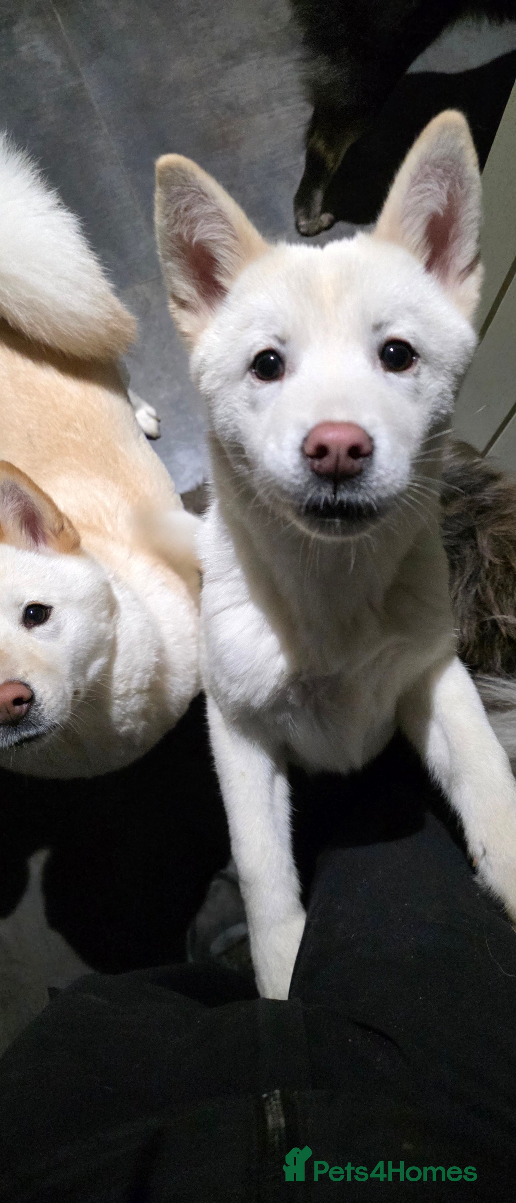 Mixed Breed dogs adorable male Chowski pup for sale - Advert 18