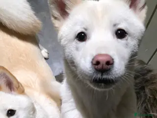 Mixed Breed dogs adorable male Chowski pup for sale - Advert 18