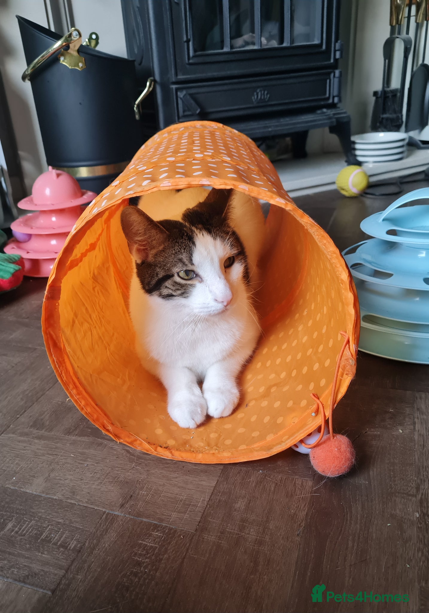 Mixed Breed cats Chappie 6yrs  - Advert 7