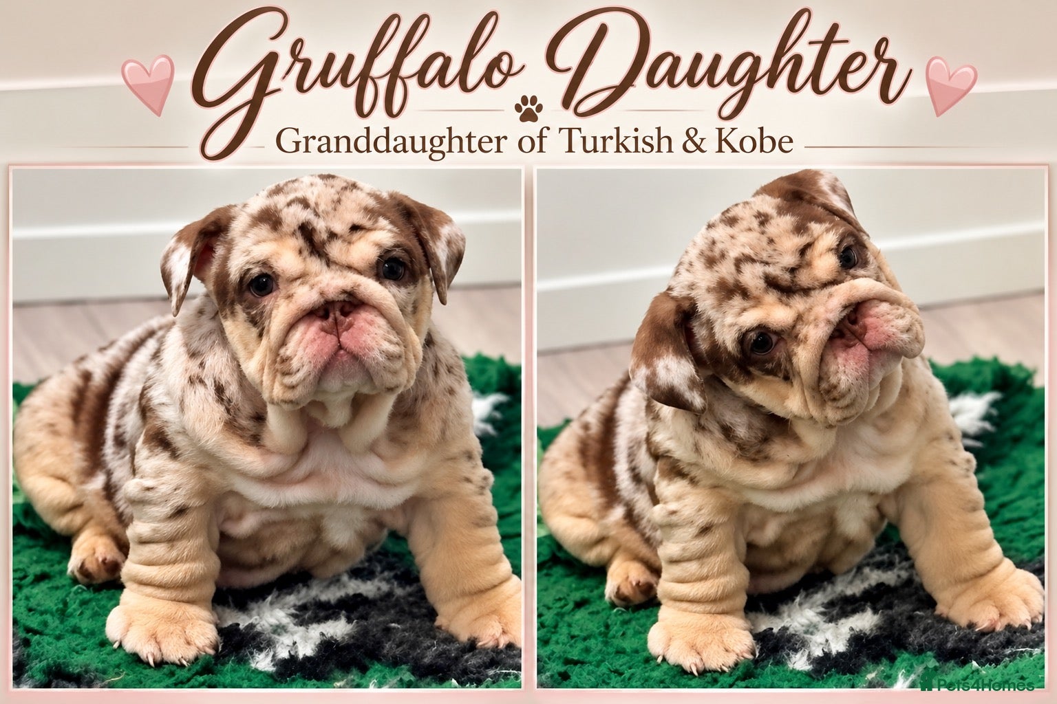 English Bulldog dogs Chocolate Merle girl outstanding bloodlines  - Advert 11