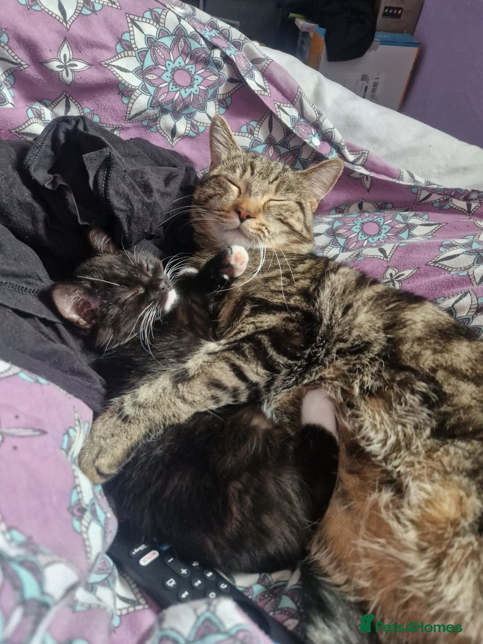 Mixed Breed cats 2 lovely kittens for sale  - Advert 15