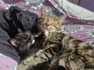 Mixed Breed cats 2 lovely kittens for sale - Advert 15