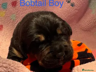 Rottweiler dogs Rottweilerx - Advert 3