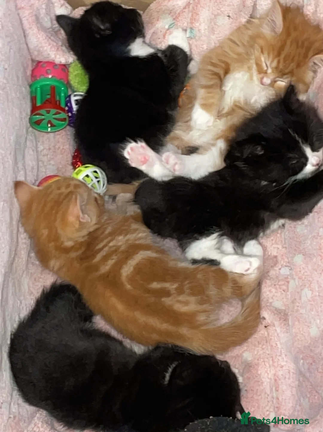 Domestic Shorthair cats for sale: Black n white Tuxedo Kittens - Advert 5