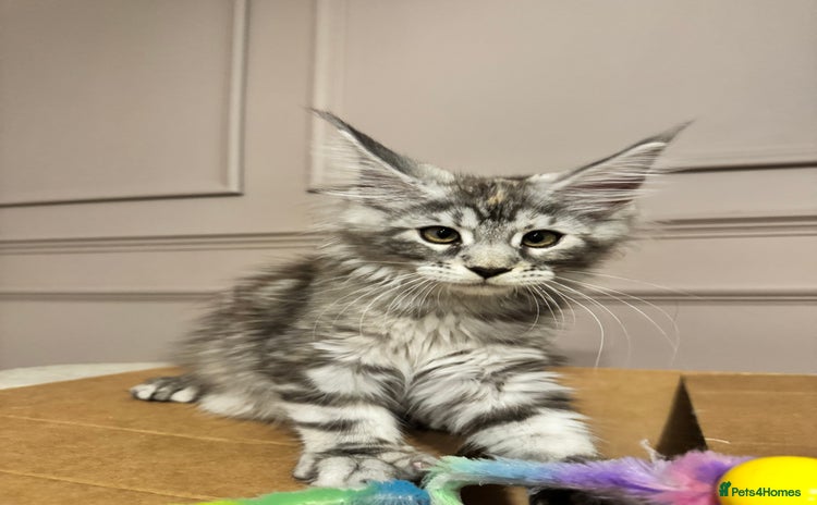 Maine Coon cats - Advert 15