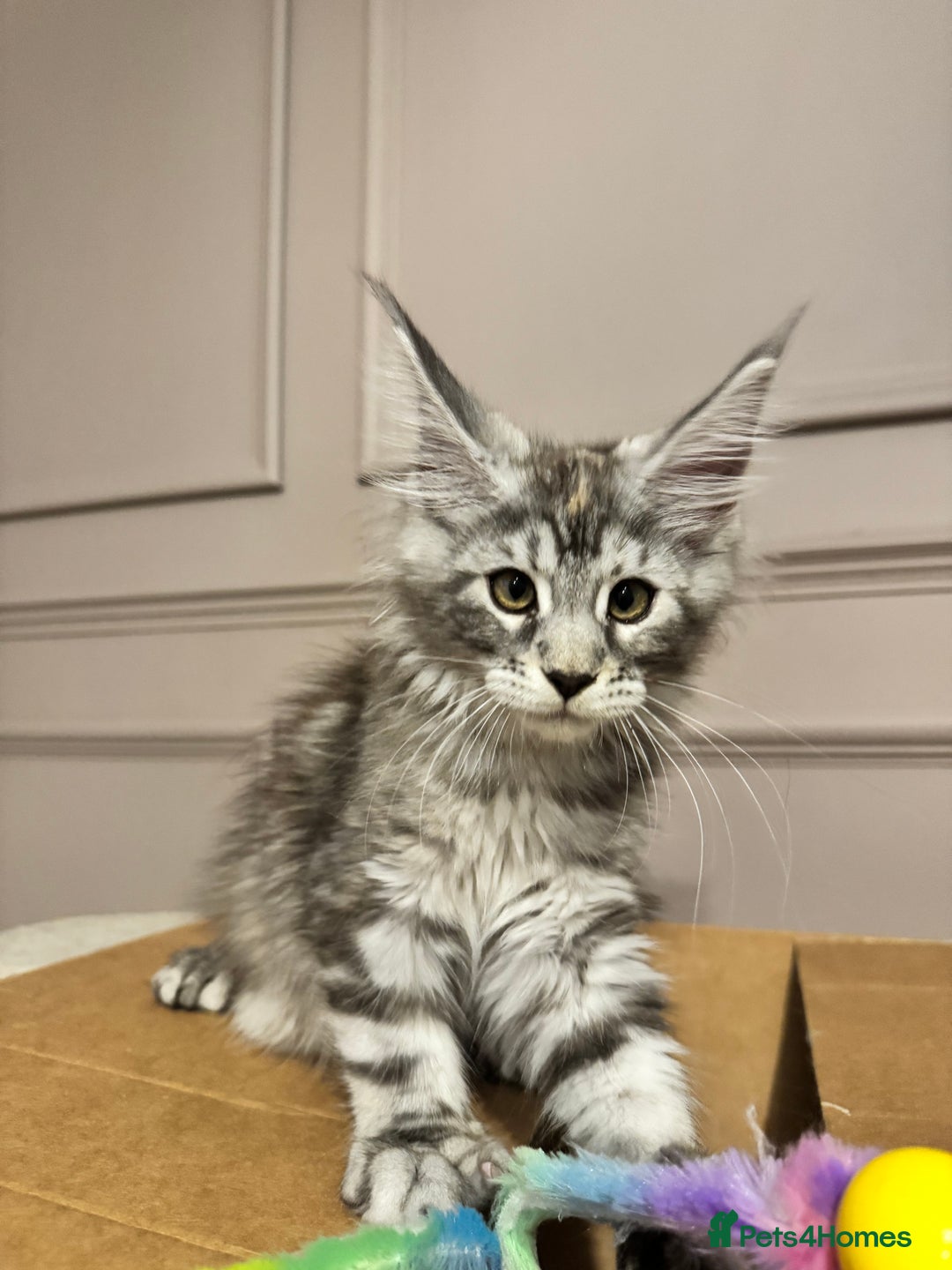 Maine Coon cats for sale: Maine coon polydactyl kittens DNA clear  - Image 5