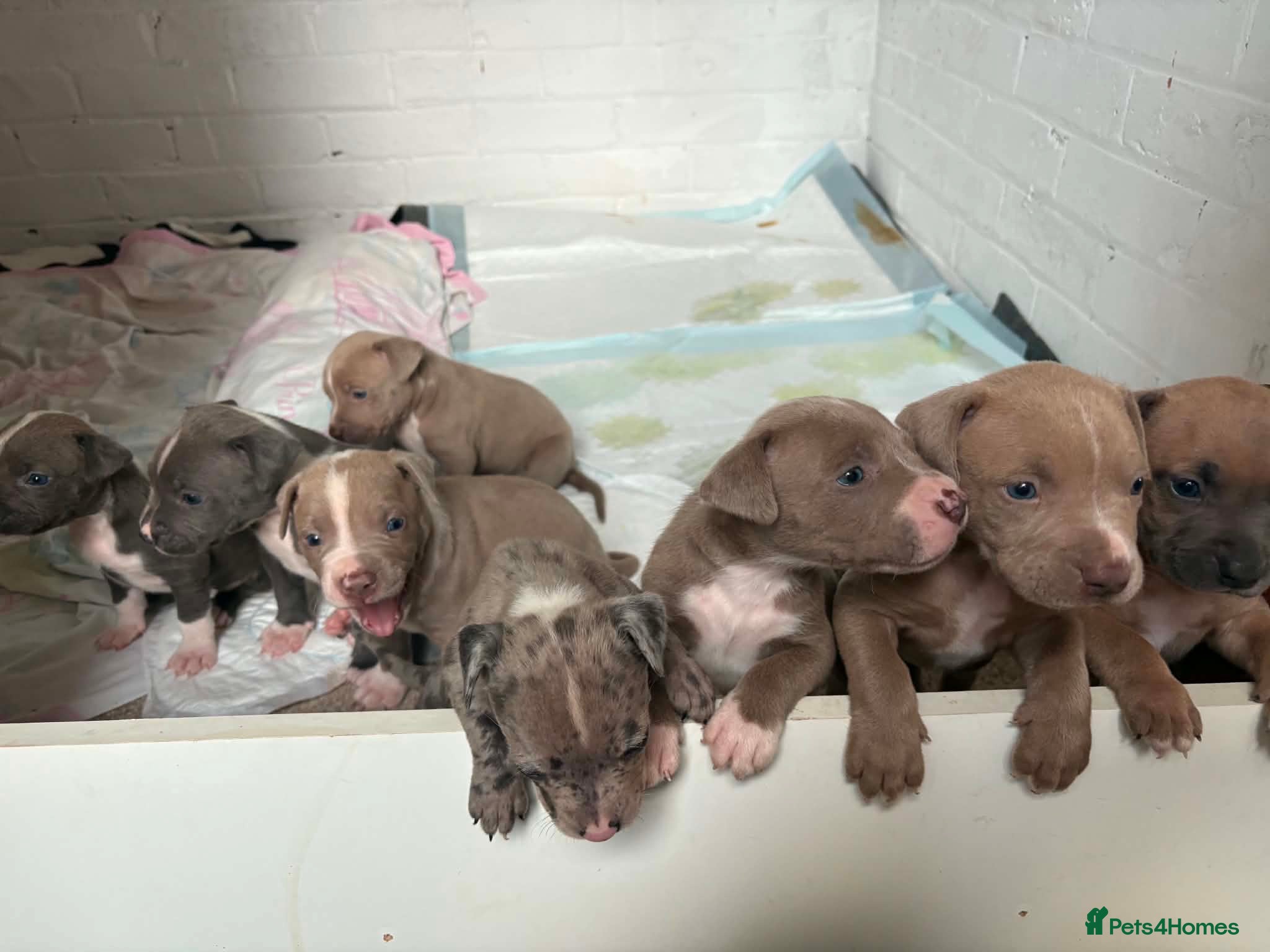 Staffordshire Bull Terrier dogs Staffordshire bully puppies  - Advert 7