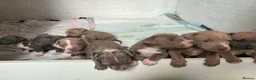 Staffordshire Bull Terrier dogs for sale: Staffordshire bully puppies  - Advert 1