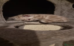 Persian cats for sale: Five loveable Persian kittens  - Image 5