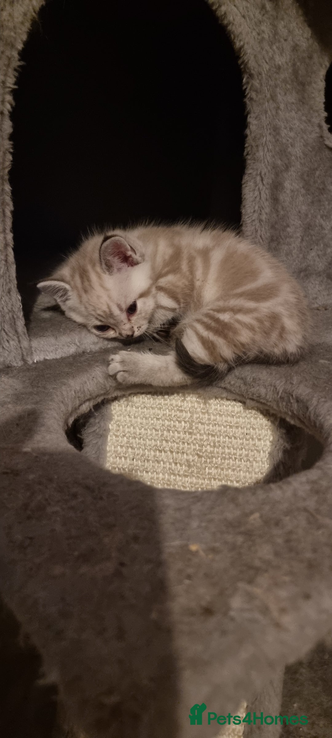 Persian cats for sale: Five loveable Persian kittens  - Image 5