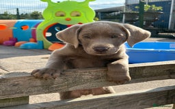 Labrador Retriever dogs for sale: KC Silver, Charcoal & Black Labs for sale - Image 12