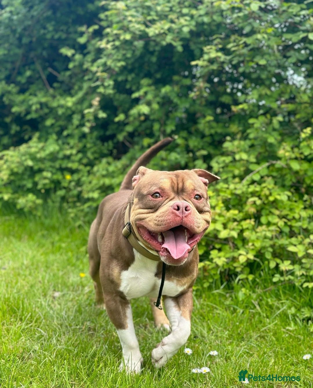 American Bully dogs for stud: STUD ABKC American Pocket Bully  - Advert 6