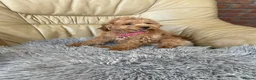 Cavapoo dogs for sale: Girls and boys available  - Advert 2