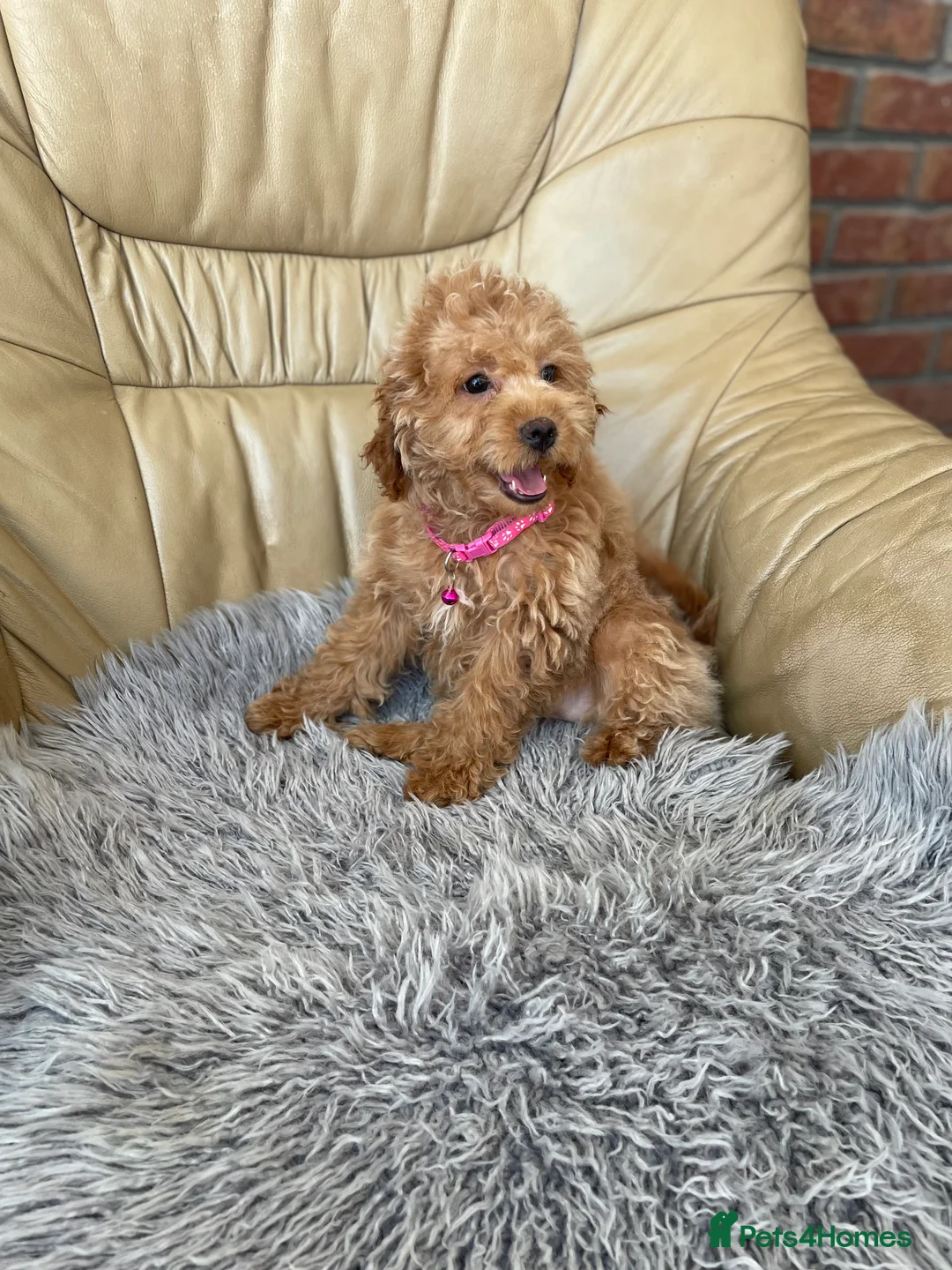Cavapoo dogs for sale: Girls and boys available  - Advert 2