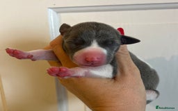 Whippet dogs for sale: Lovely petite Whippets - Image 14
