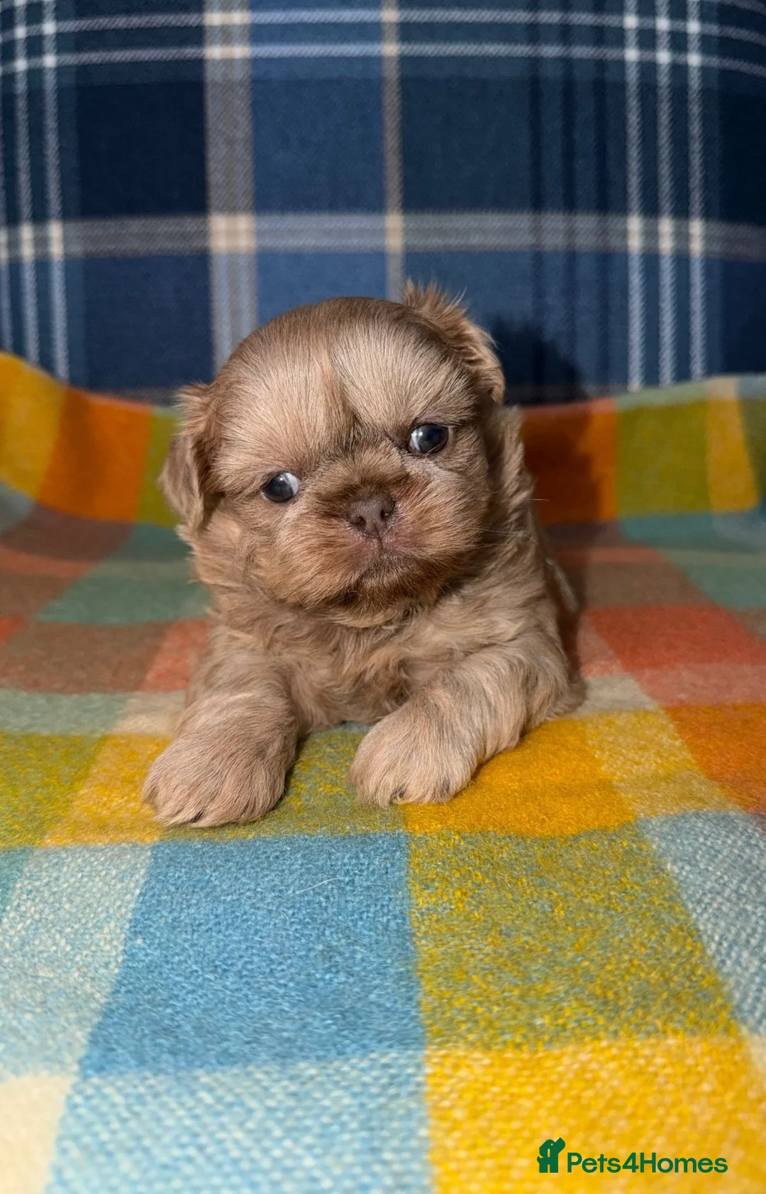 Shih Tzu dogs for sale: 💜🩷💙Stunning KC Shih Tzu Puppies💜🩵🩷 - Advert 1