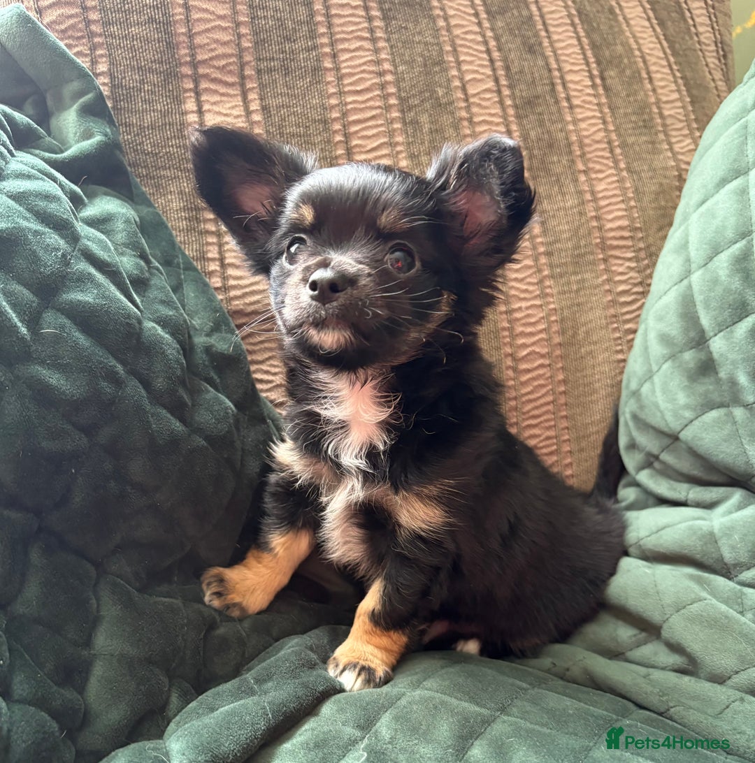 Chihuahua dogs for sale: Tiny Stunning Fluffy Chihuahua Puppy - Image 19