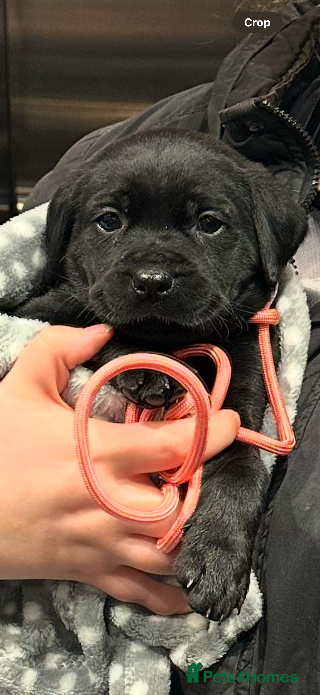 Labrador Retriever dogs for sale: Black lab - Advert 9