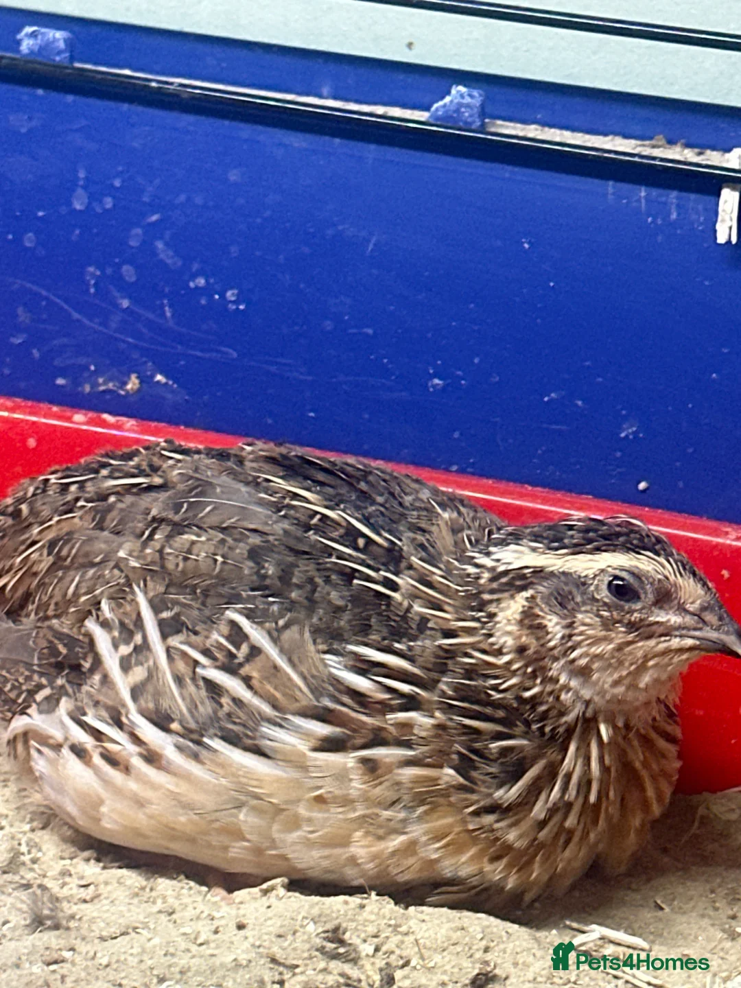 Quail poultry for sale: Male quail - Advert 1