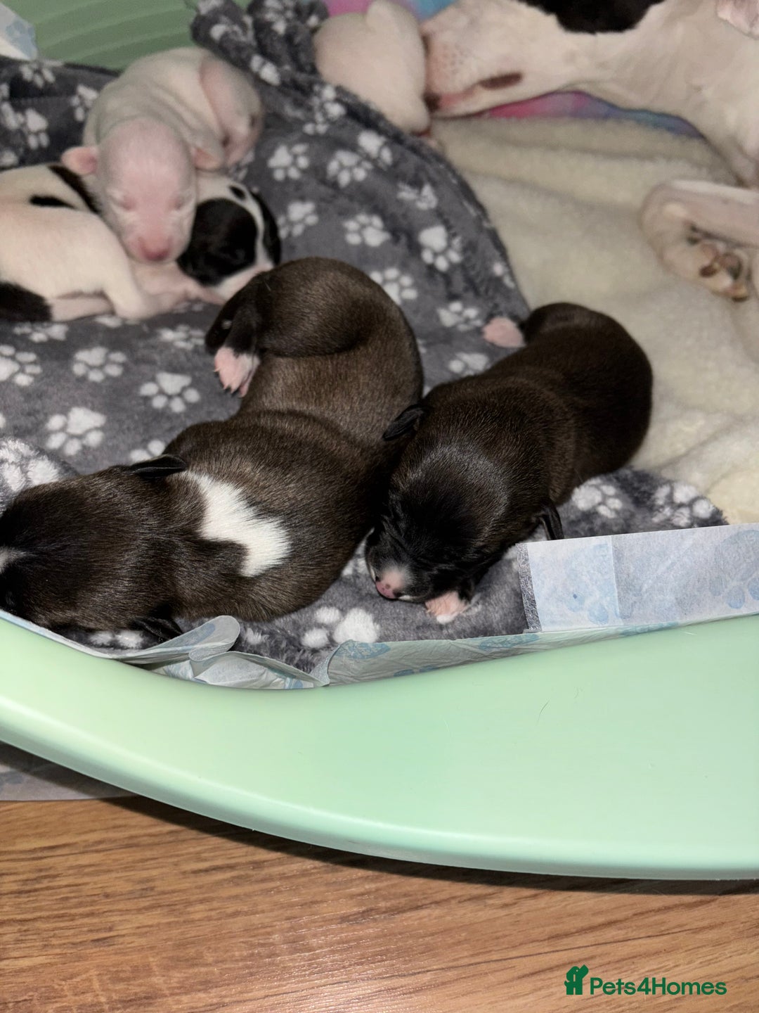 Whippet dogs for sale: KC Whippet Pups for sale  - Advert 8