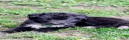 Mixed Breed dogs for sale: German shepherd/husky/springer cross puppies  - Advert 11