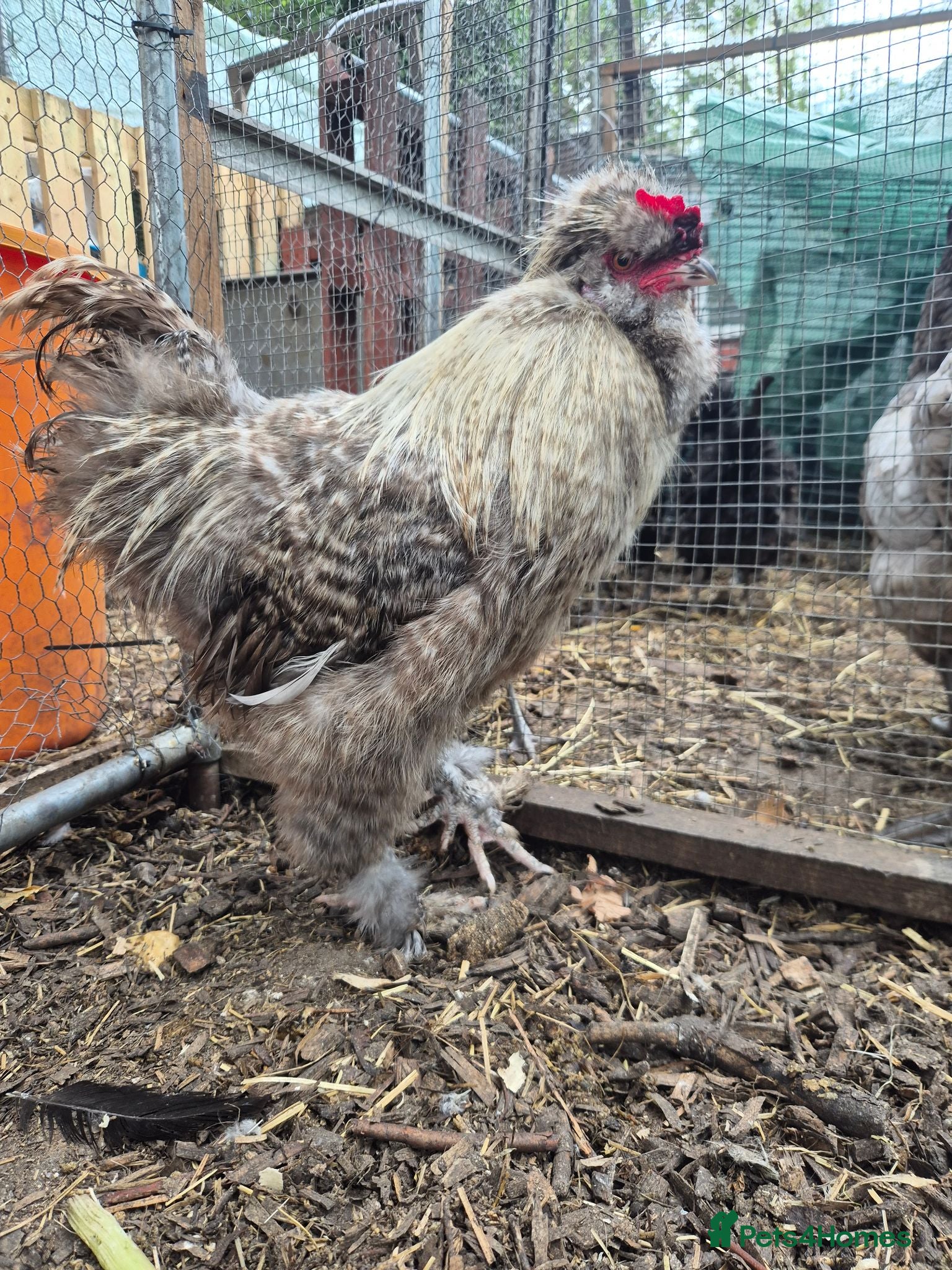 Chickens poultry Silkie Cockere - Advert 1