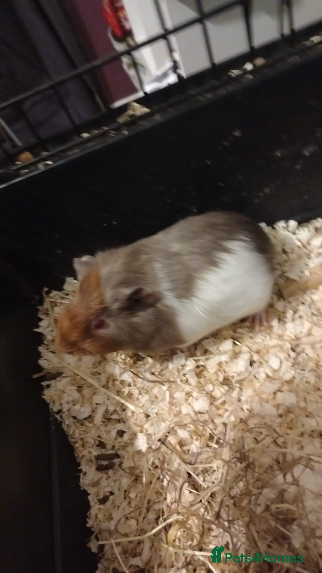 Guinea Pig rodents Baby male guinea pigs  - Advert 16