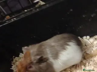 Guinea Pig rodents Baby male guinea pigs - Advert 15