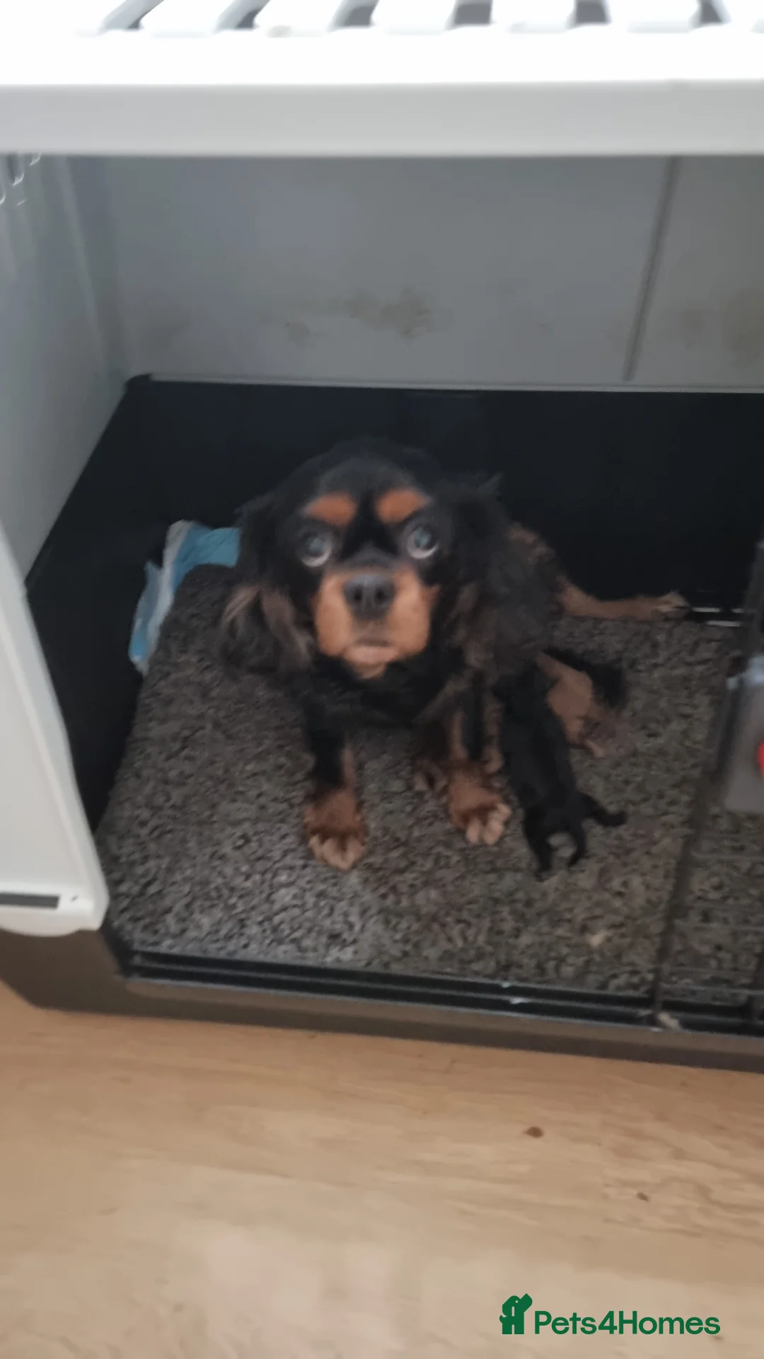 Cavapoo dogs for sale: Toy f1 cavapoos babies  - Advert 31